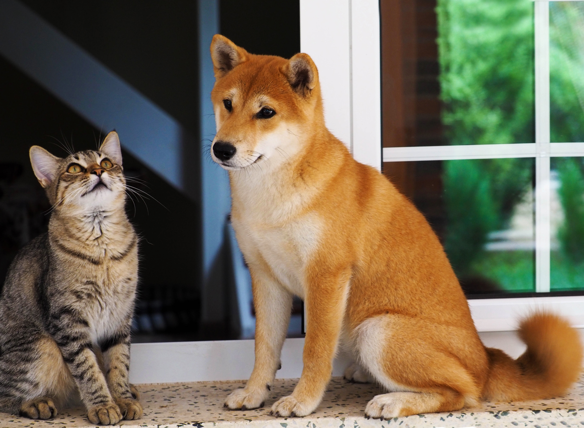 ペットと暮らす家に取り入れたい間取りの工夫とは