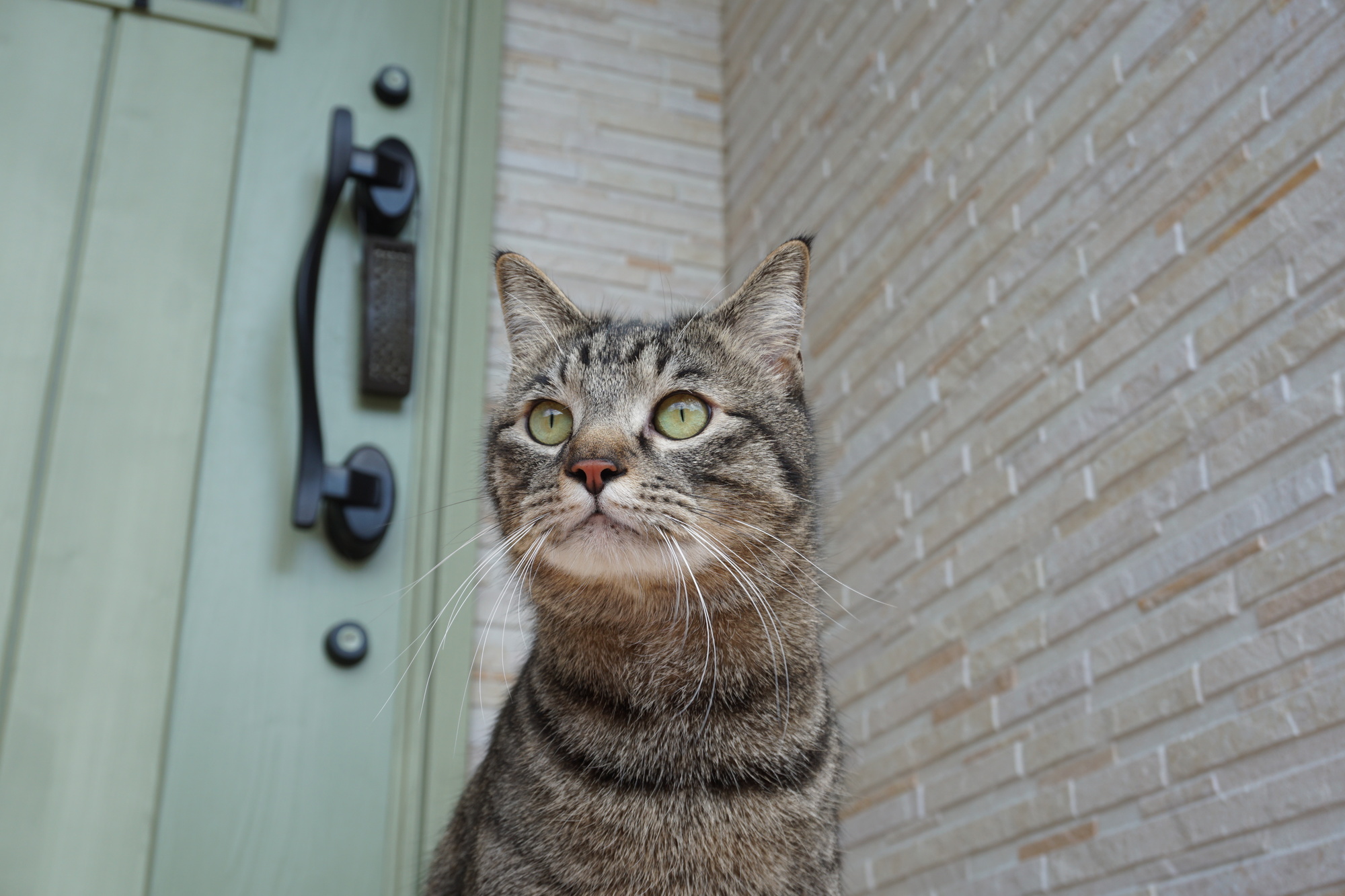 猫と暮らす家 │ 特徴からわかる条件や間取り例