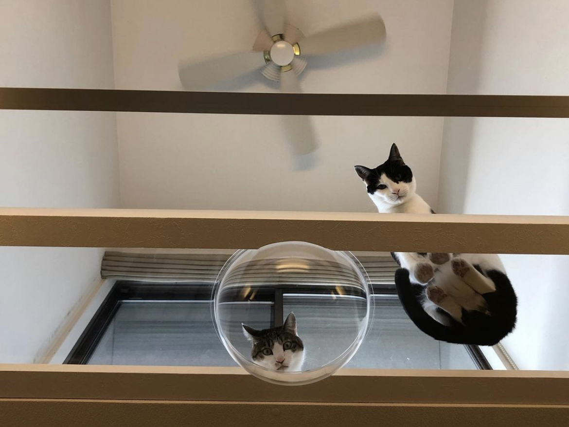 猫と暮らす家の間取り例とは